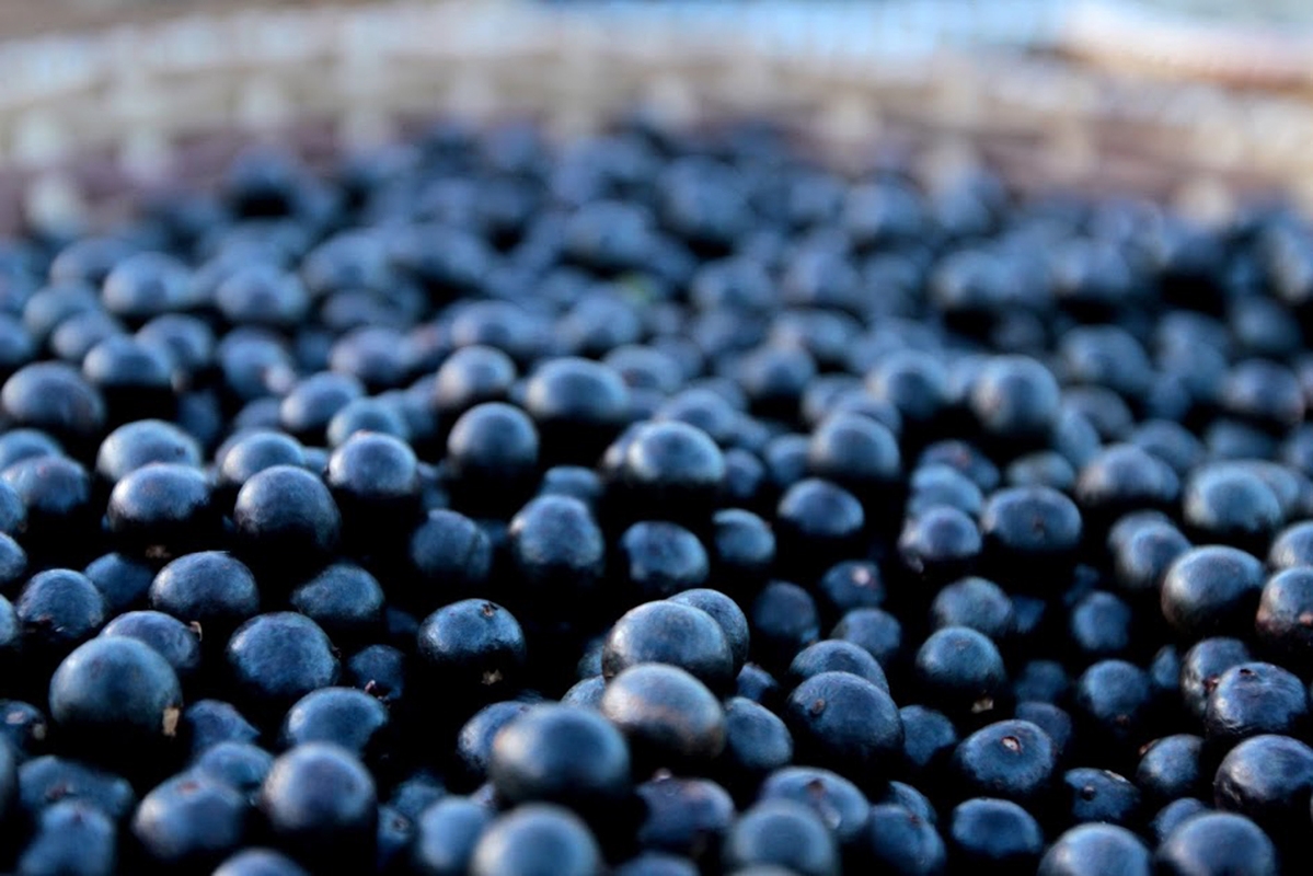 Sostenibilidad: descubre por qué es tan importante que forme parte de los procesos de producción del açaí