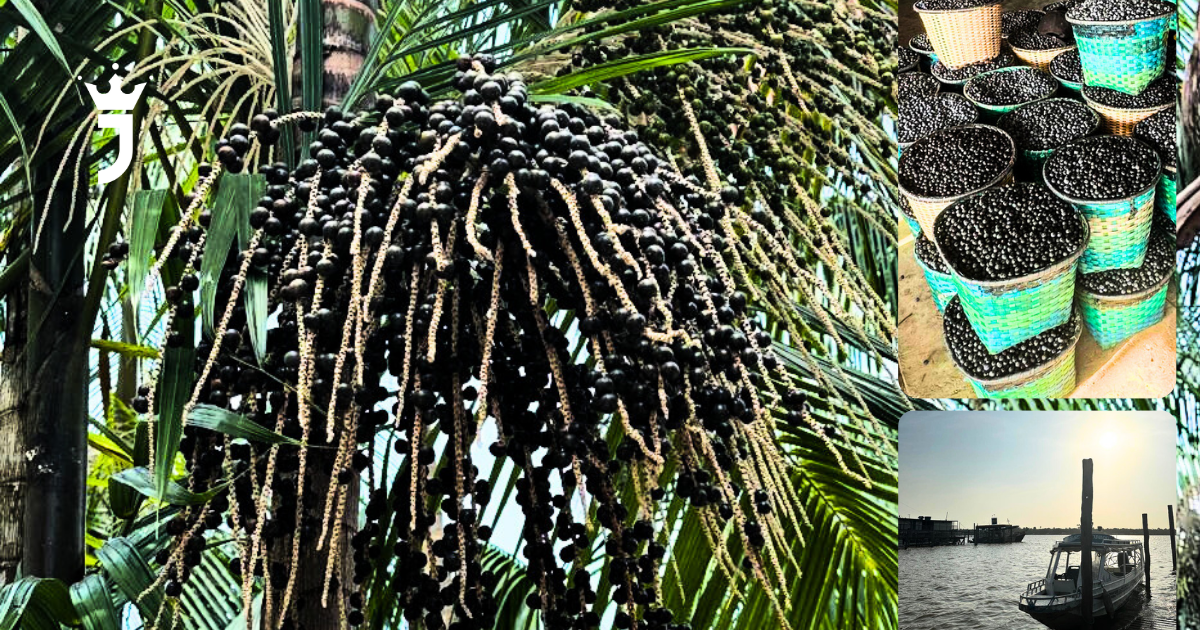 Açaí: El Tesoro Amazónico Que Recién Está Comenzando — Y JAH Está En El Corazón De Esta Revolución